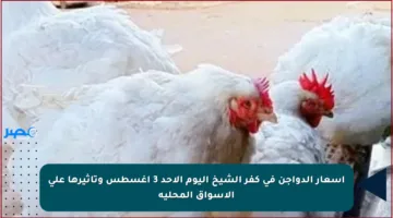 أسعار الدواجن في كفر الشيخ اليوم الأحد 3 أغسطس وتأثيرها على الأسواق المحلية